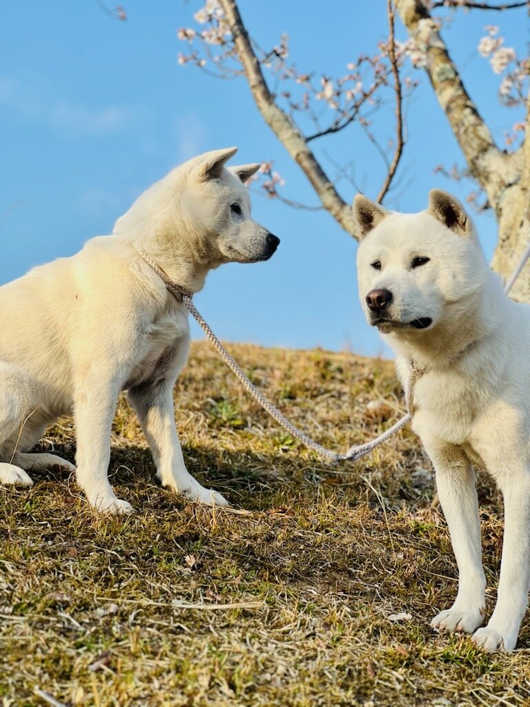 秋田犬 柴犬 浅草足立屋 展覧会引き綱 首輪 - 犬用品