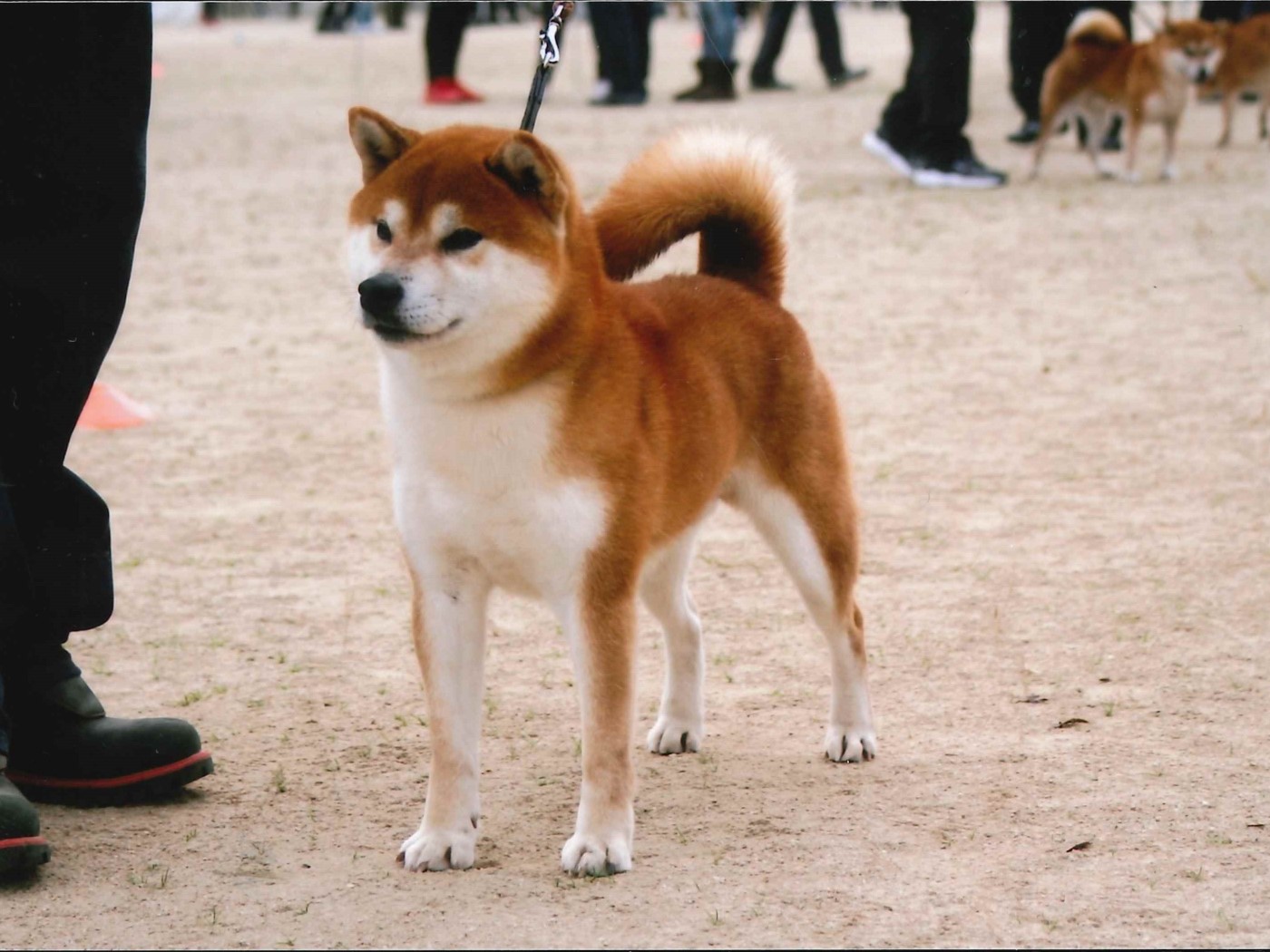 HOT日本犬保存会　写真集　柴犬　昔　古い 趣味・スポーツ・実用