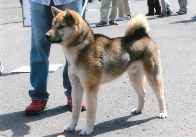 紀州犬 公益社団法人 日本犬保存会