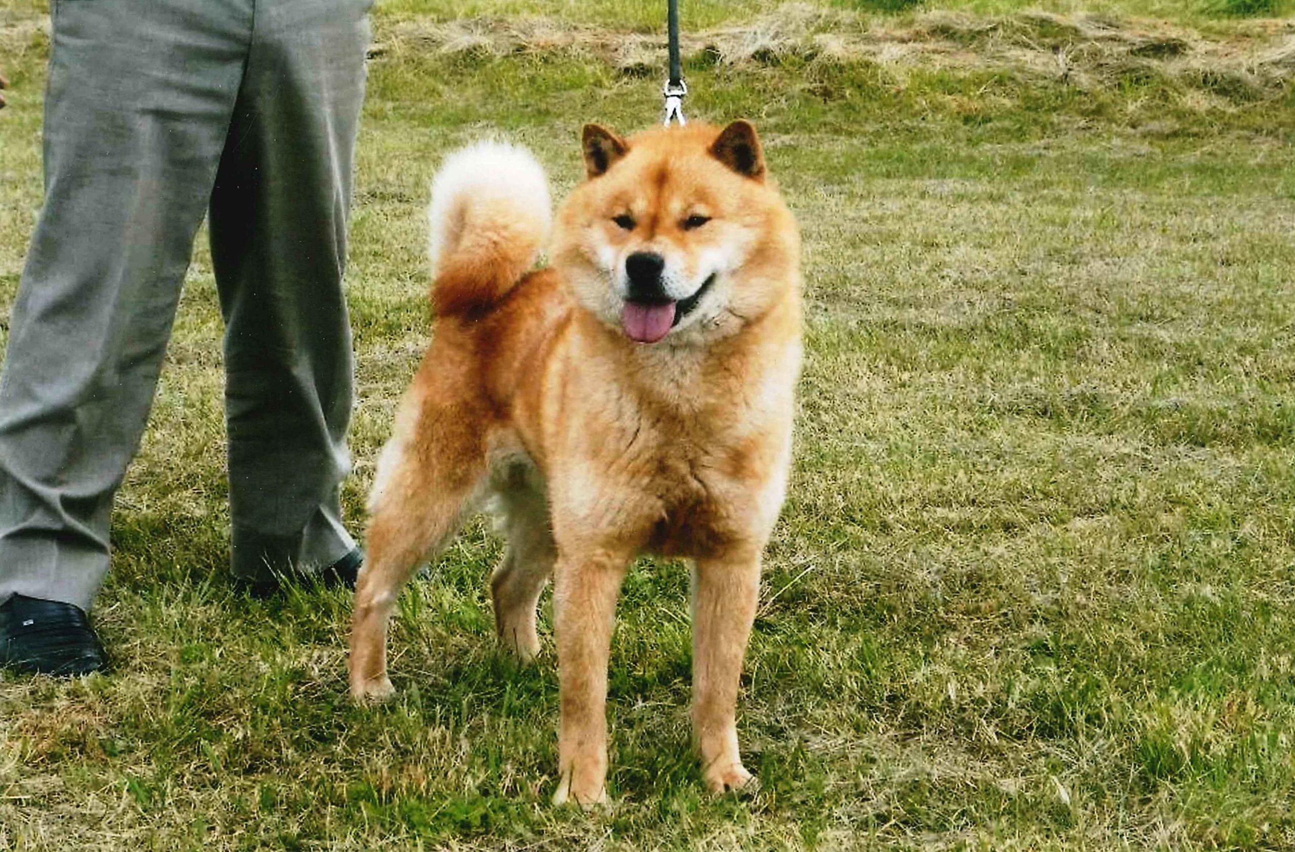 北海道犬　雌